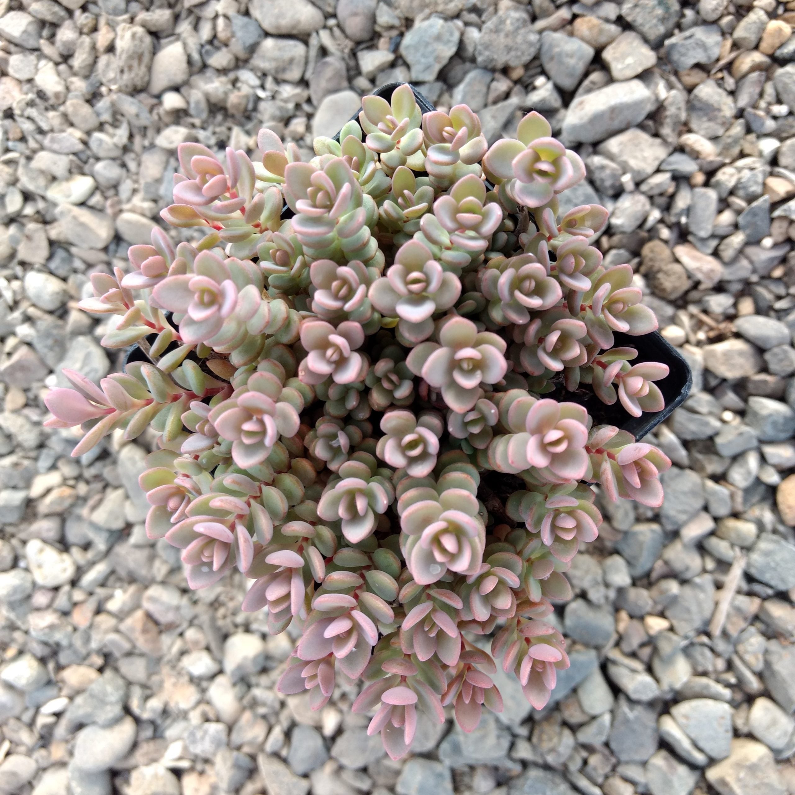 Sedum pluricaule 'Isle of Sakhalin' - Stonecrop (3.5" Pot) - Image 4