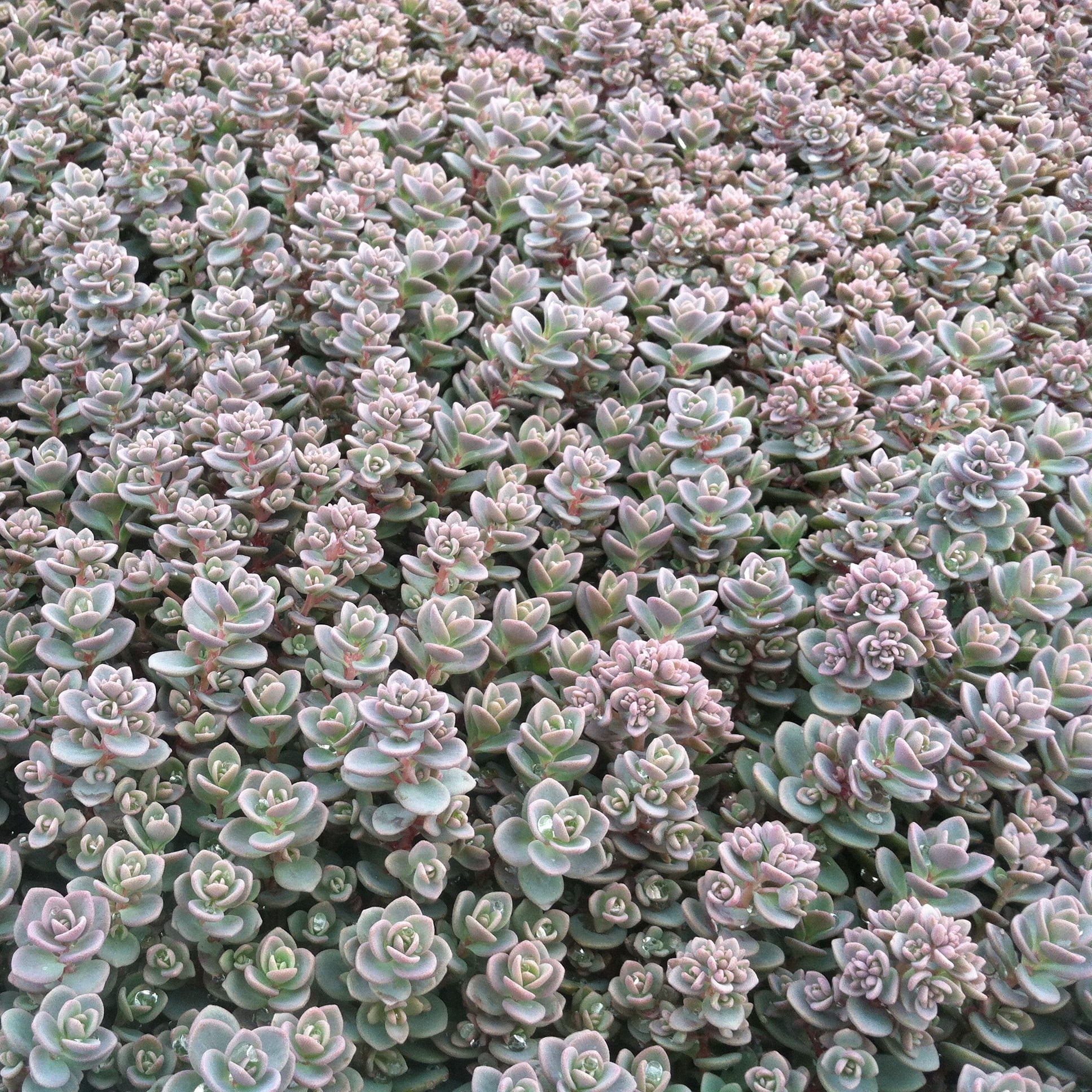 Sedum pluricaule 'Isle of Sakhalin' - Stonecrop (3.5" Pot) - Image 2