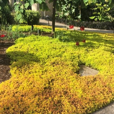 Sedum reflexum 'Angelina' - Angelina Stonecrop (3.5" Pot)