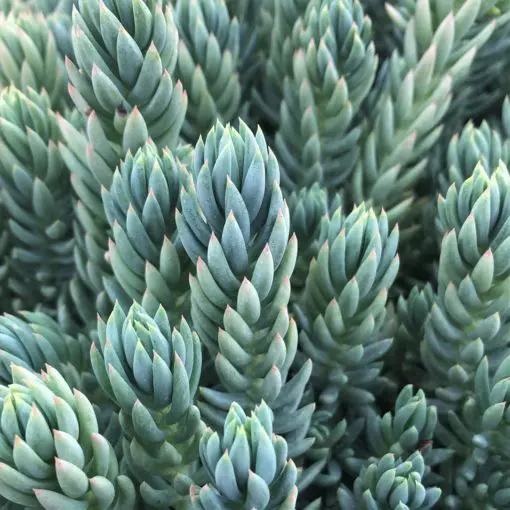 Sedum reflexum 'Spanish Blue Select' - Blue Spanish Stonecrop (3.5" Pot) |  Little Prince of Oregon Nursery