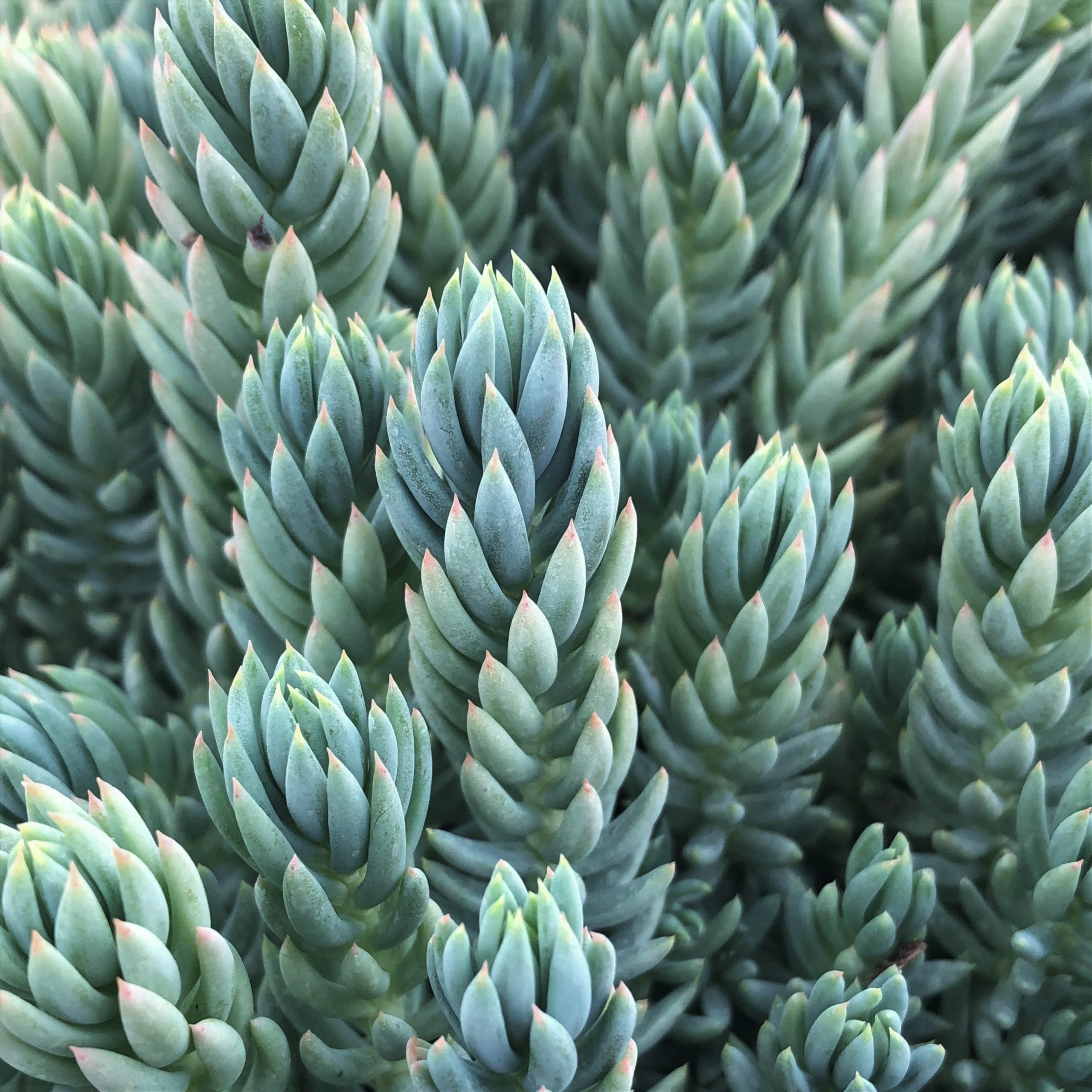 Sedum reflexum 'Spanish Blue Select' - Blue Spanish Stonecrop (3.5" Pot)