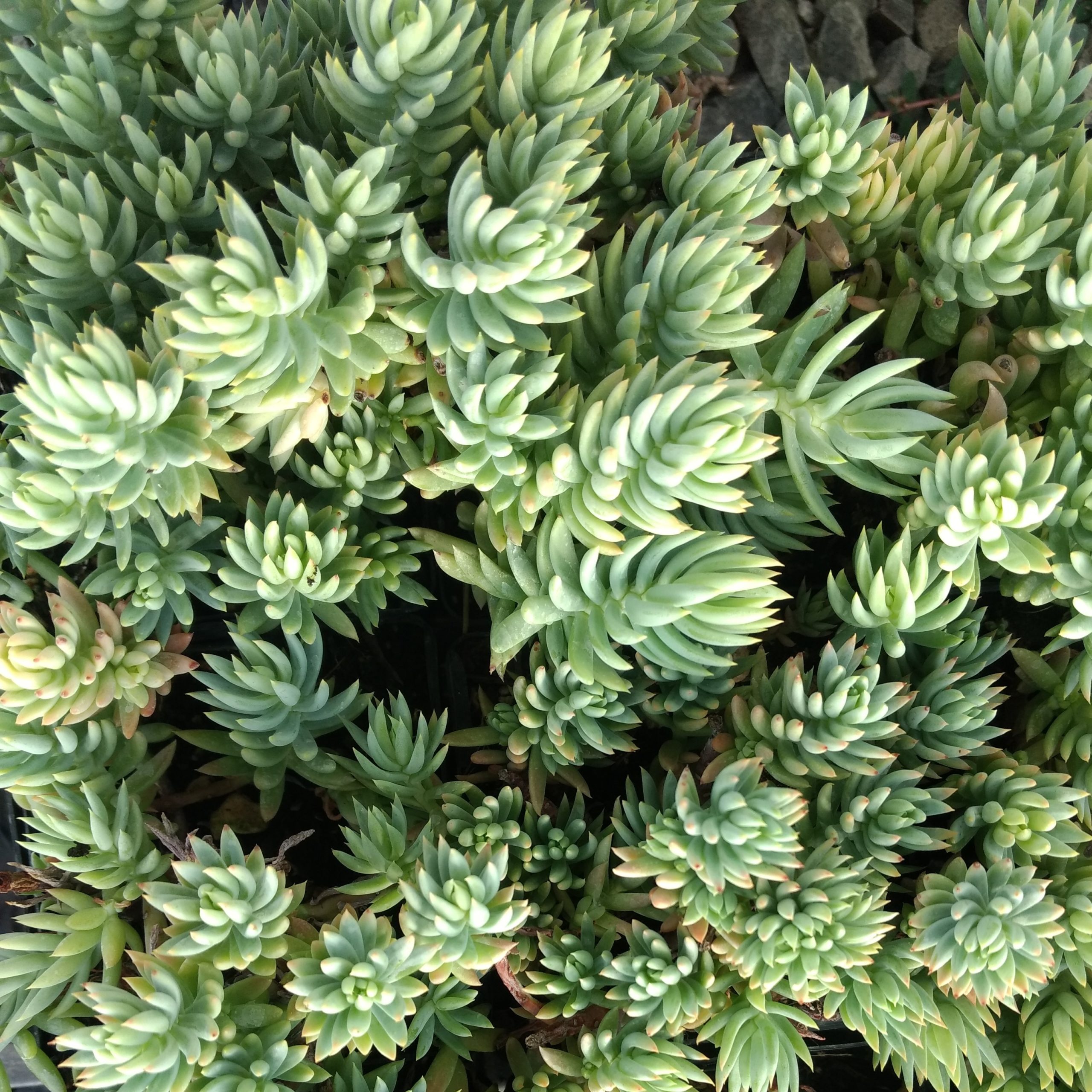Sedum reflexum 'Spanish Blue Select' - Blue Spanish Stonecrop (3.5" Pot) - Image 5