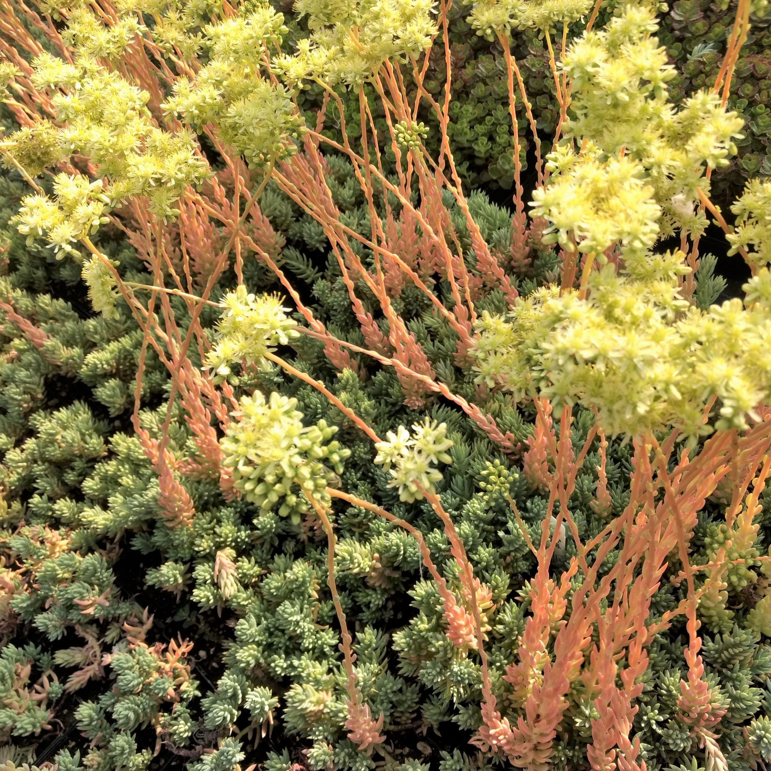 Sedum reflexum 'Spanish Blue Select' - Blue Spanish Stonecrop (3.5" Pot) - Image 2