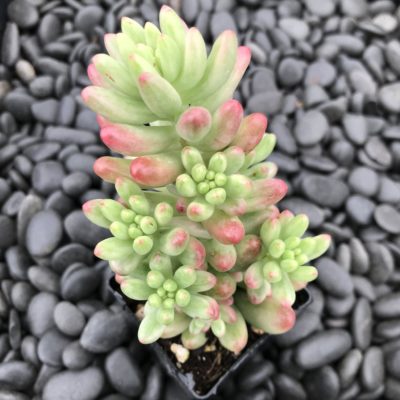 Sedum rubrotinctum 'Aurora' - Pink Jelly Beans (2" Pot)
