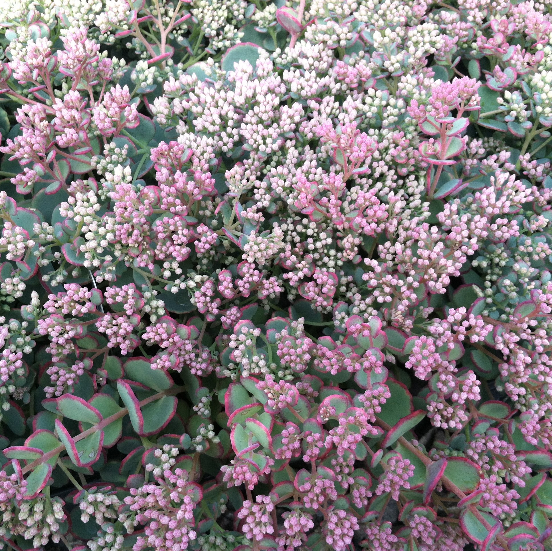 Sedum sieboldii 'October Daphne' - Stonecrop (3.5" Pot) - Image 7