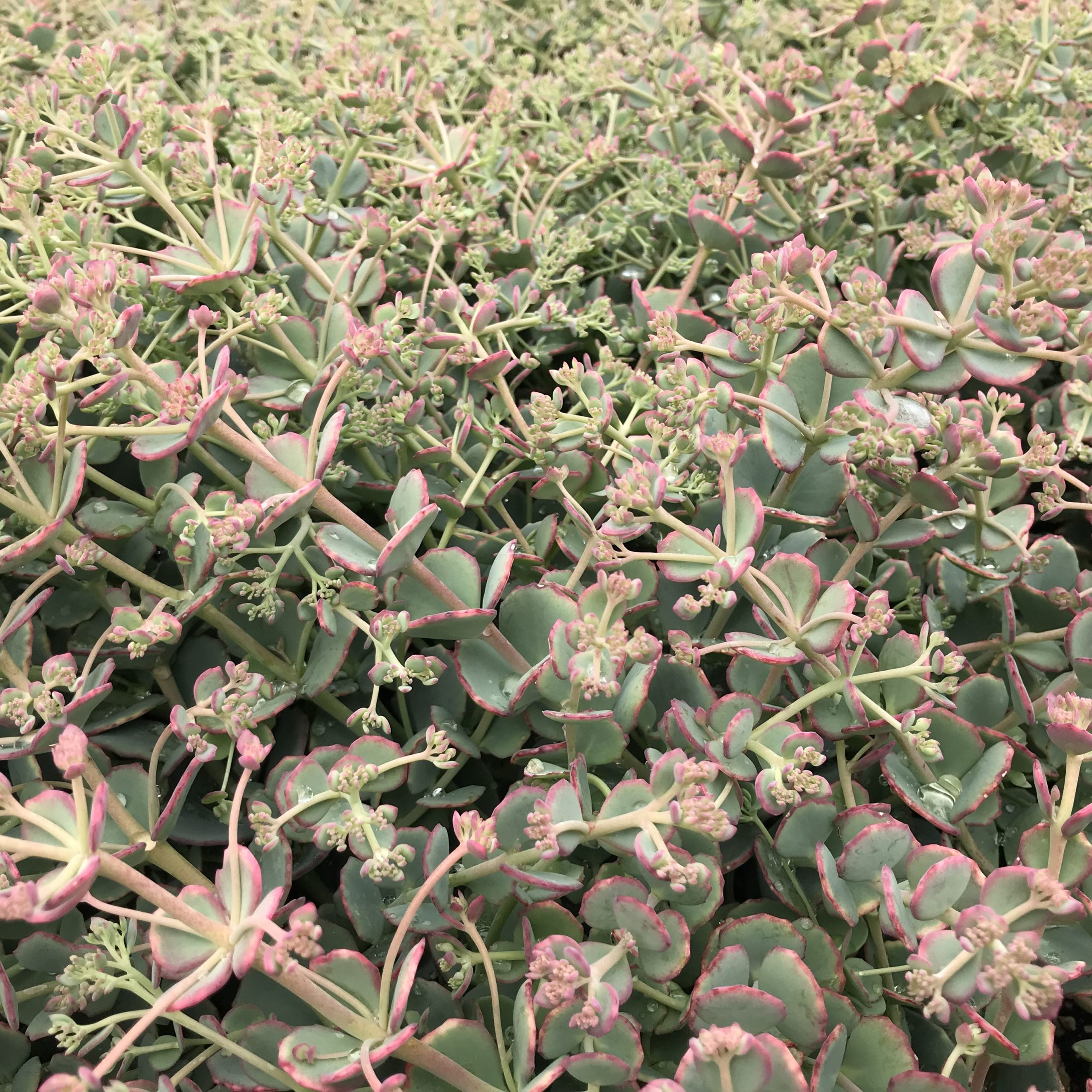 Sedum sieboldii 'October Daphne' - Stonecrop (3.5" Pot) - Image 6