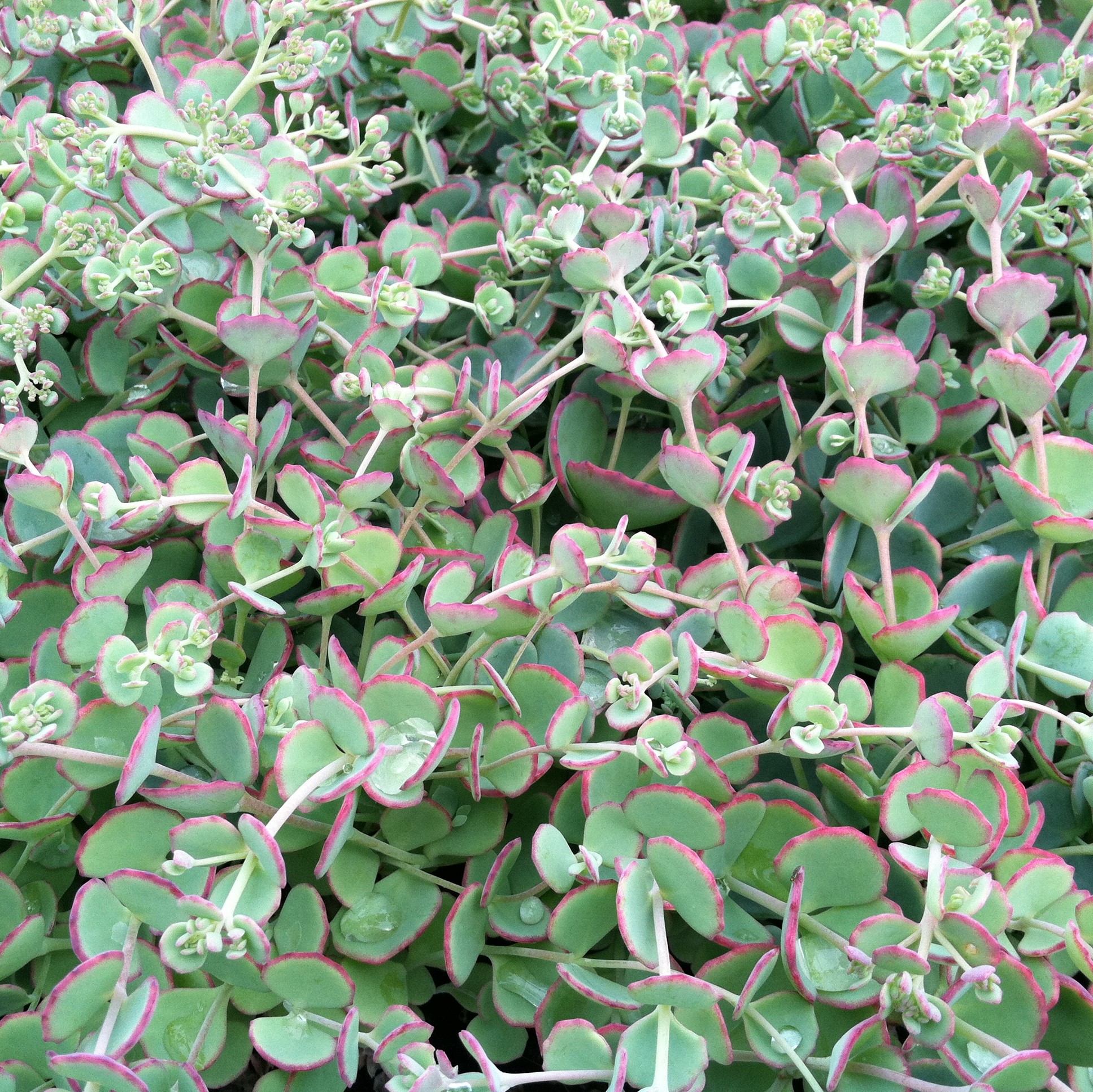 Sedum sieboldii 'October Daphne' - Stonecrop (3.5" Pot) - Image 5