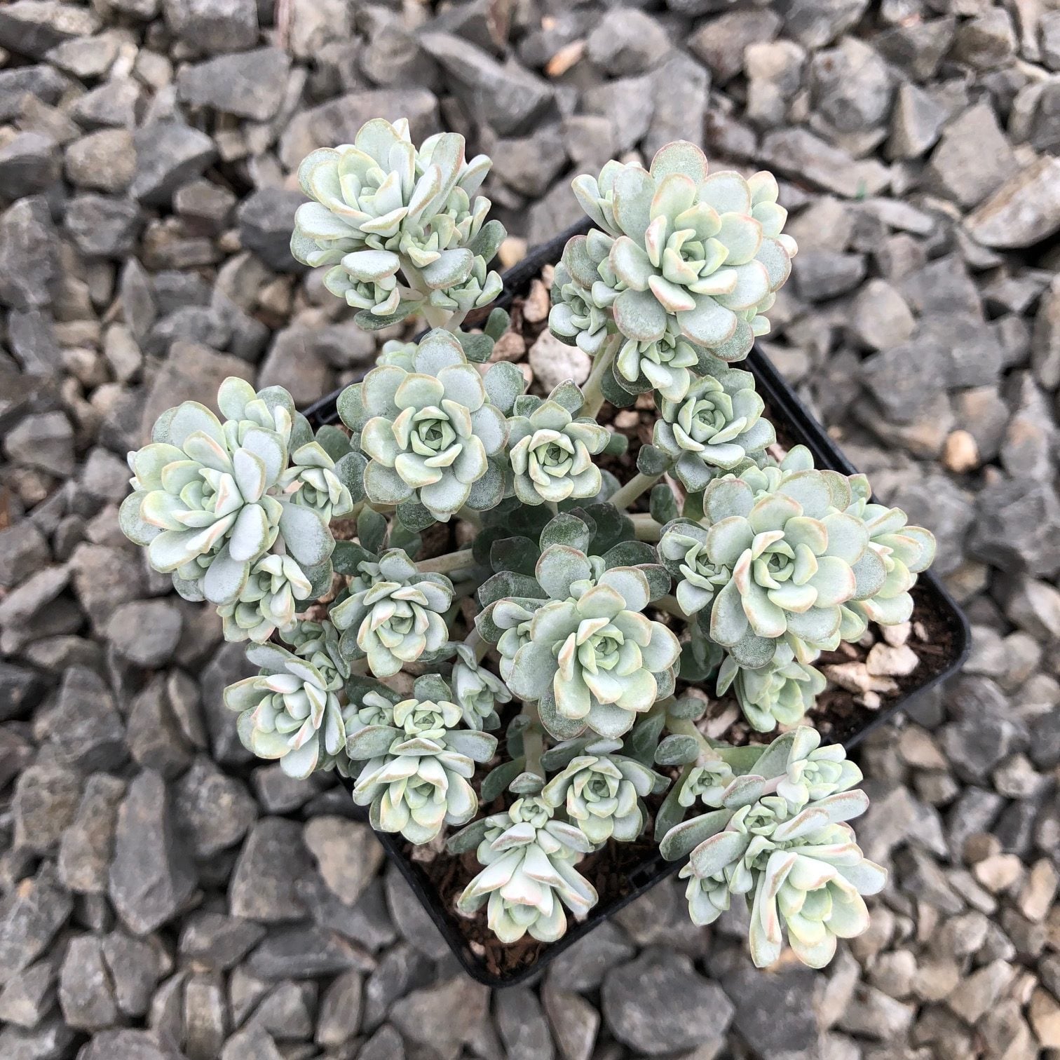 Sedum spathulifolium 'Cape Blanco' - Stonecrop (3.5" Pot) - Image 4