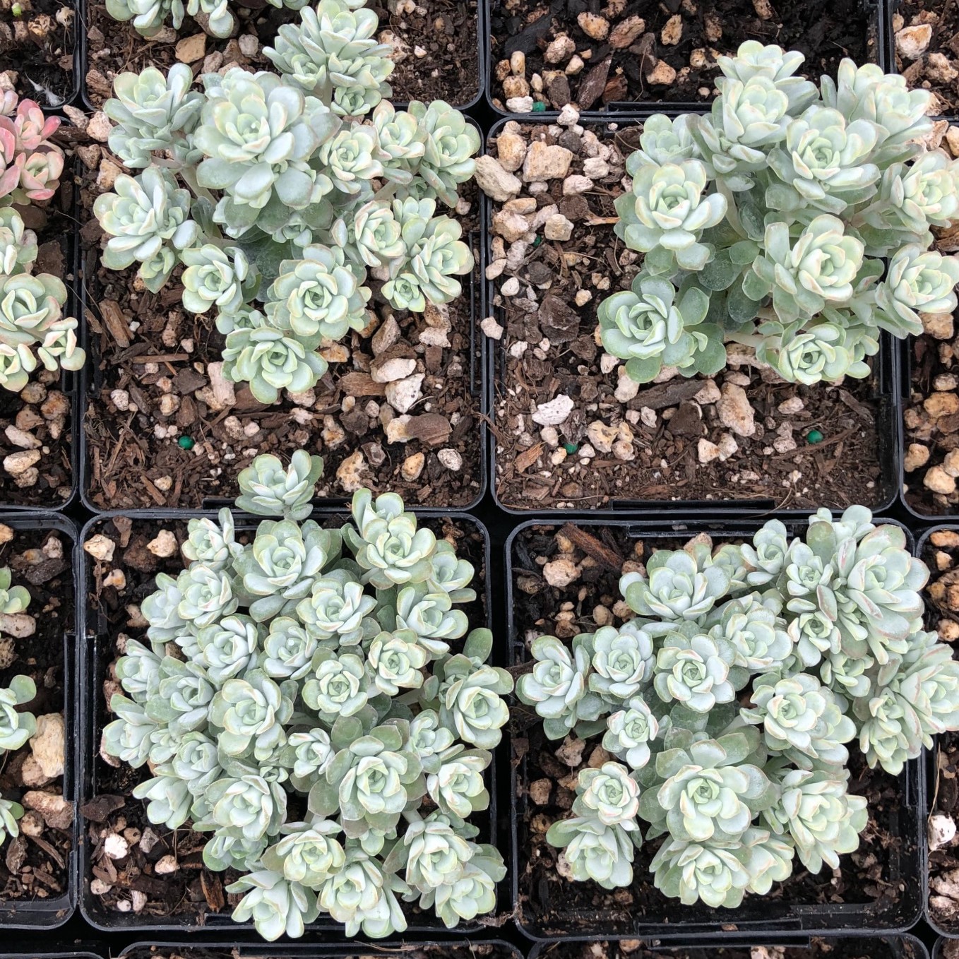 Sedum spathulifolium 'Cape Blanco' - Stonecrop (3.5" Pot) - Image 5