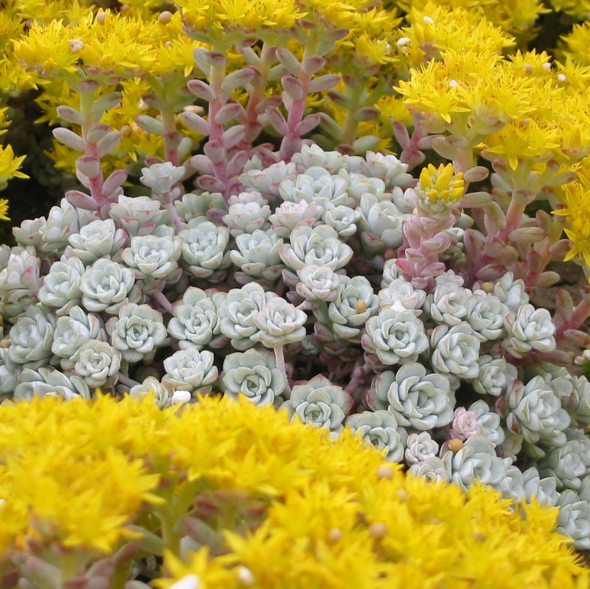 Sedum spathulifolium 'Cape Blanco' - Stonecrop (3.5" Pot)