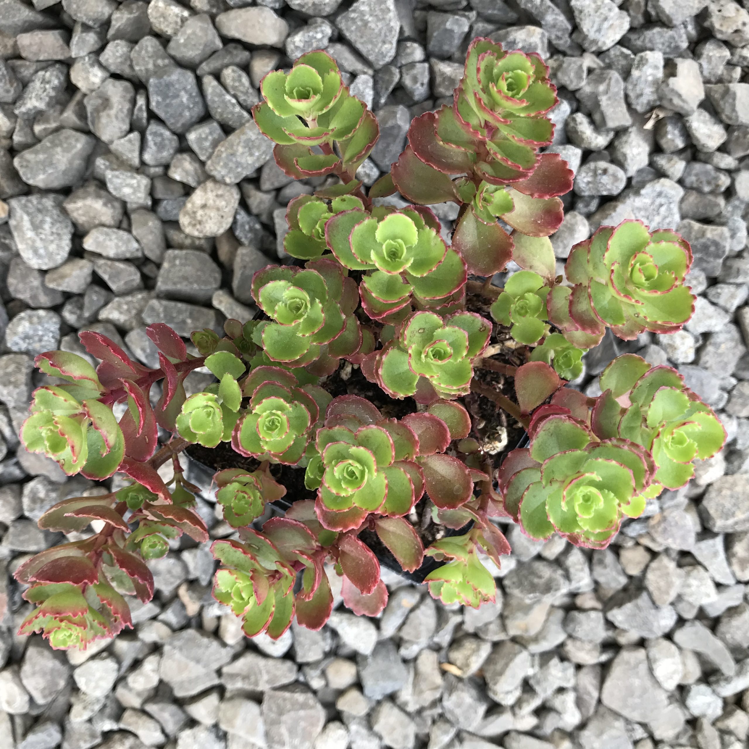 Sedum spurium 'Bronze Carpet' - Stonecrop (3.5" Pot) - Image 2