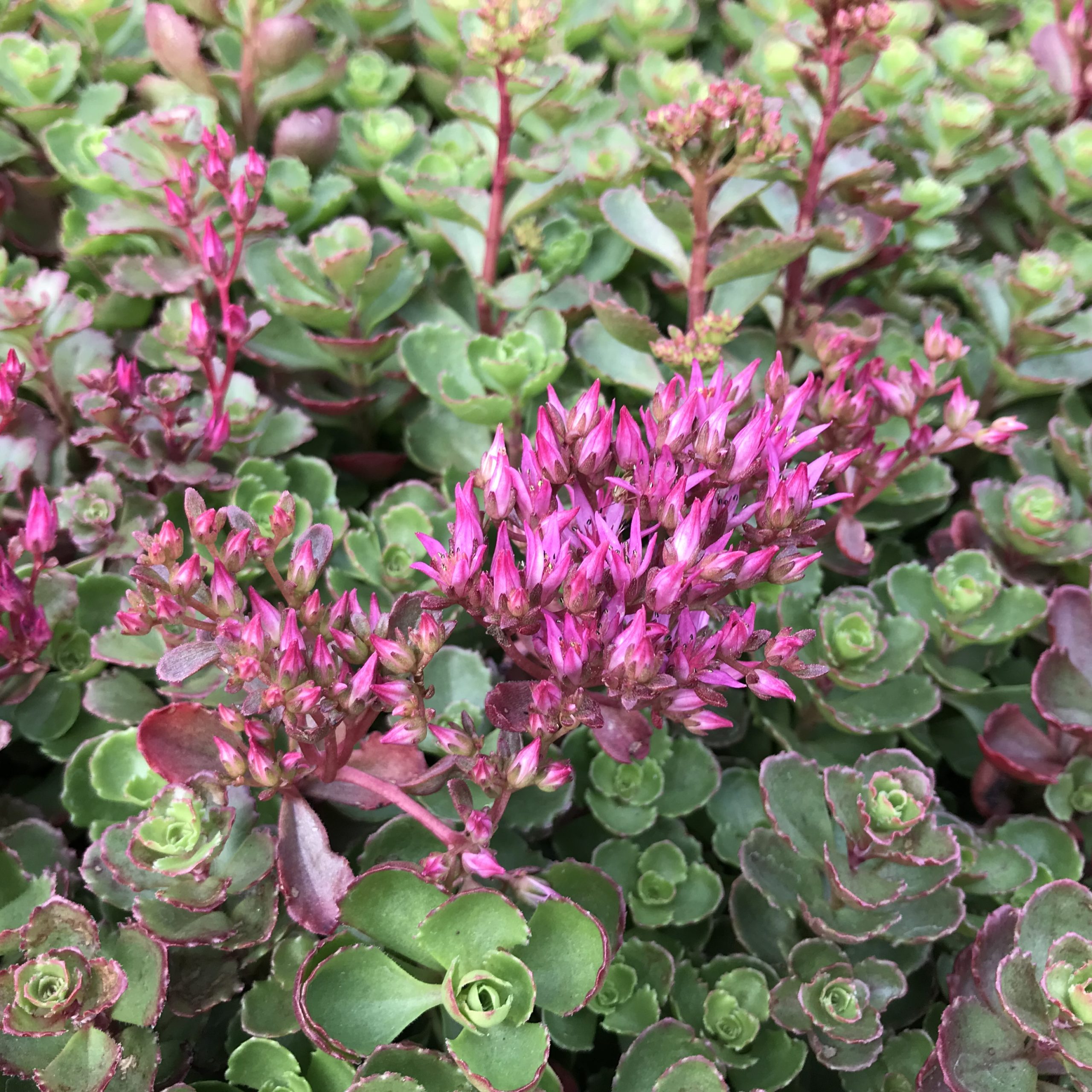 Sedum spurium 'Bronze Carpet' - Stonecrop (3.5" Pot) - Image 3