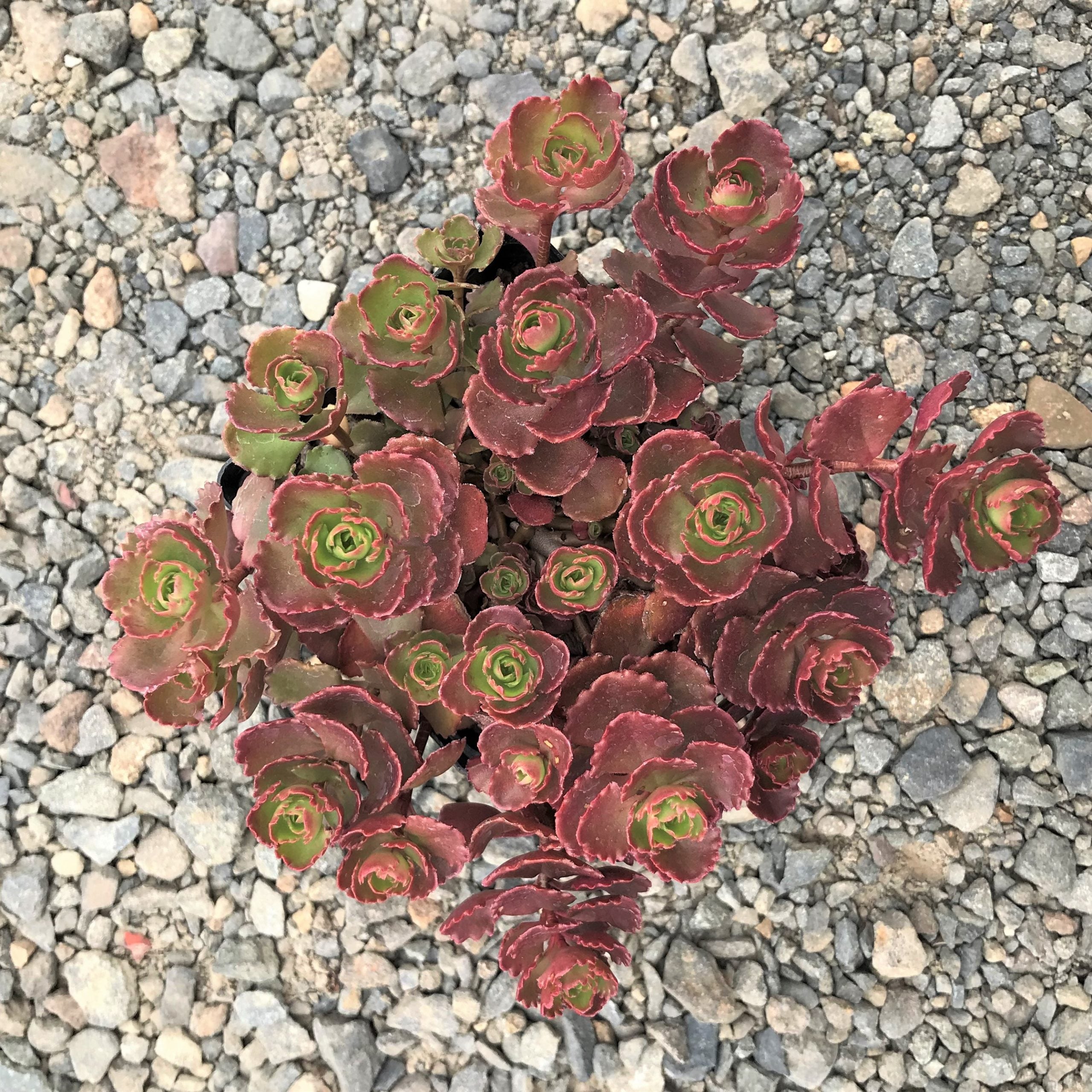 Sedum spurium 'Ruby Mantle' - Stonecrop (3.5" Pot) - Image 2