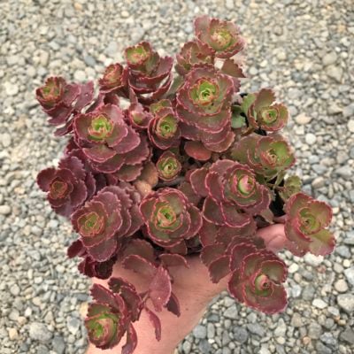 Sedum spurium 'Ruby Mantle' - Stonecrop (3.5" Pot)