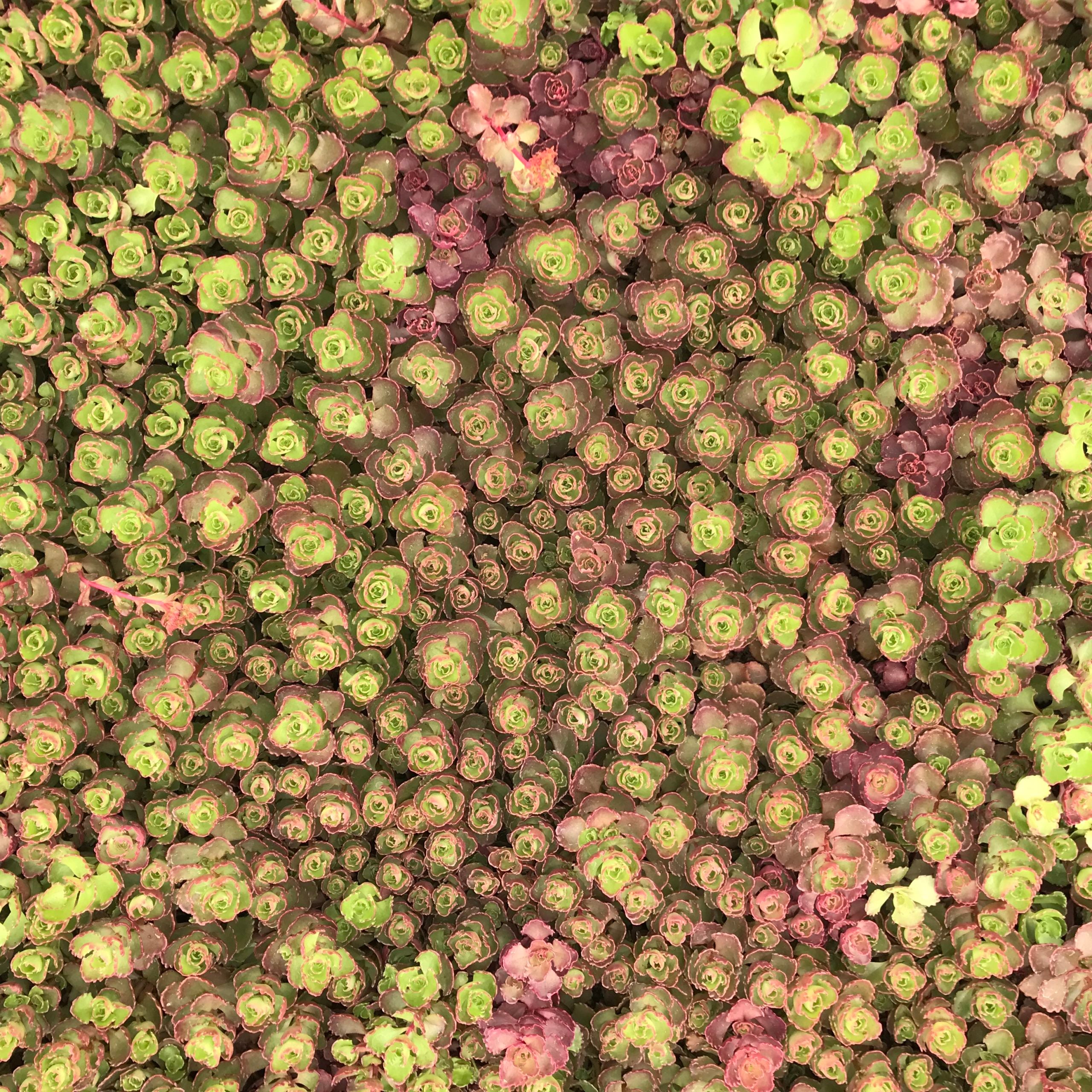 Sedum spurium 'Ruby Mantle' - Stonecrop (3.5" Pot) - Image 3