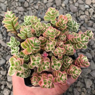 Sedum spurium 'Tricolor' - Stonecrop (3.5" Pot)