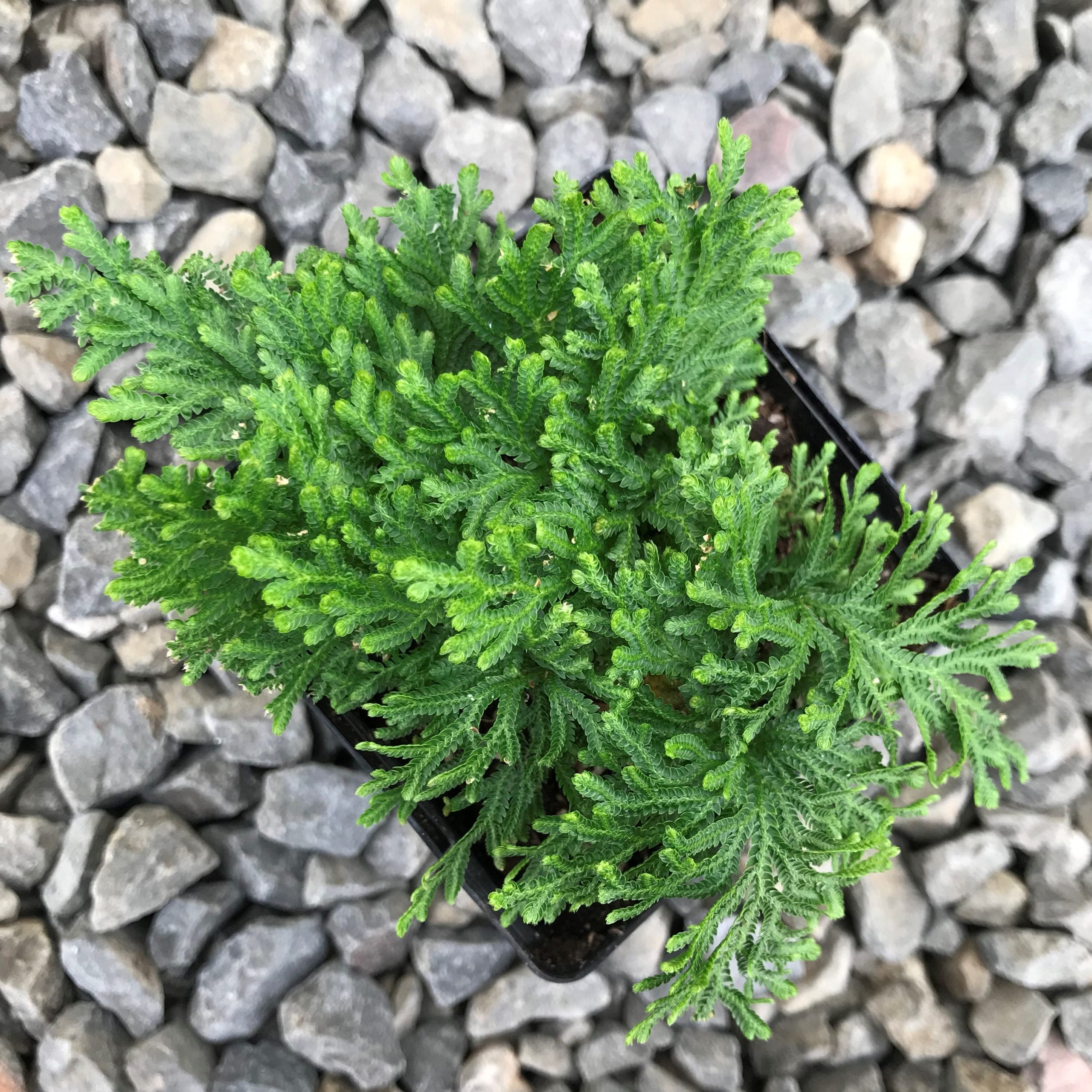 Selaginella moellendorffii - Spikemoss (4.5" Pot) - Image 2