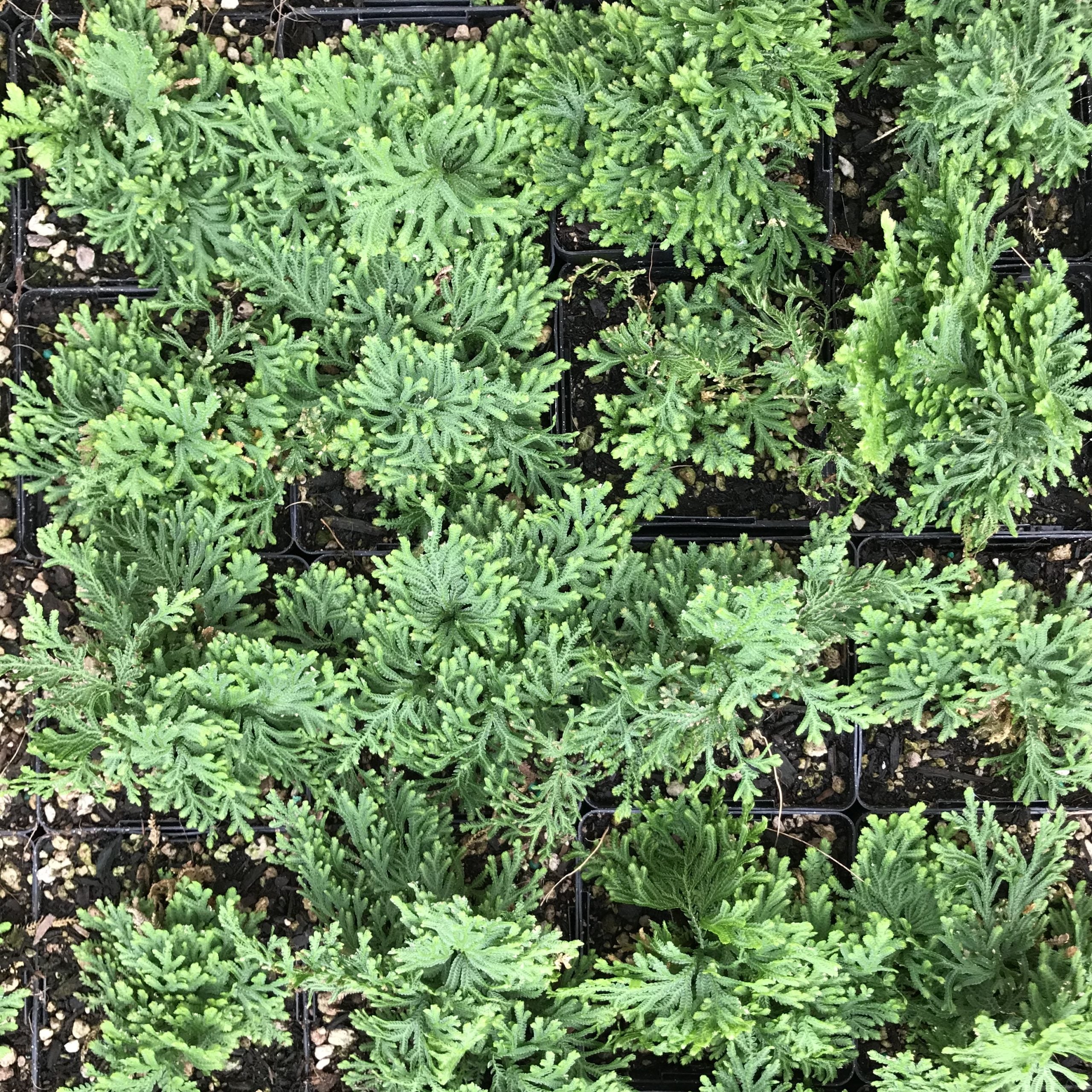 Selaginella moellendorffii - Spikemoss (4.5" Pot) - Image 3