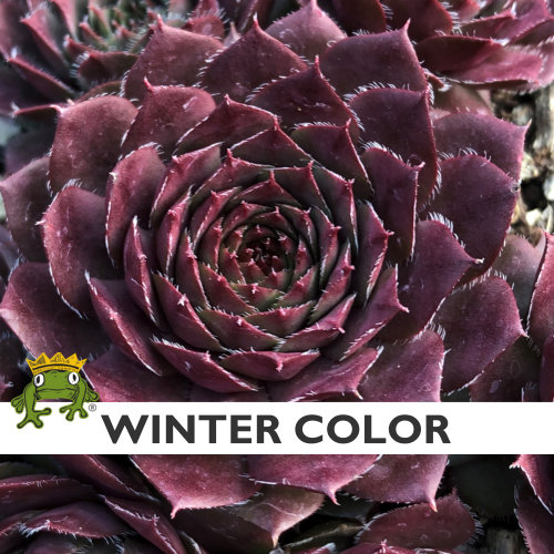Sempervivum 'Bedivere' - Hens & Chicks (3.5