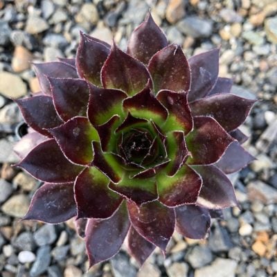 Sempervivum 'Black' - Hens & Chicks (3.5" Pot)
