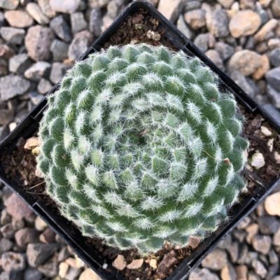 Sempervivum 'Borisii' - Hens & Chicks (3.5" Pot)