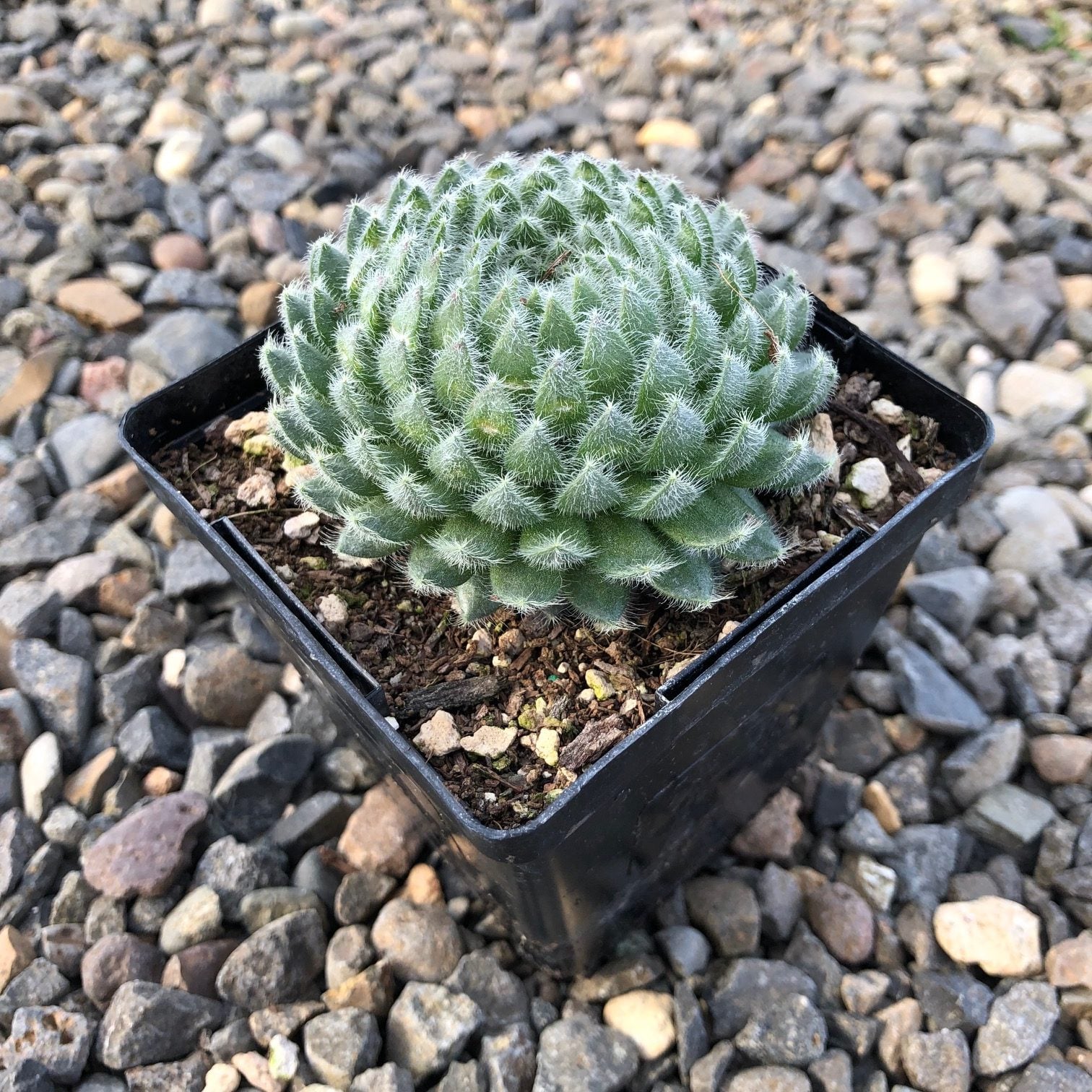 Sempervivum 'Borisii' - Hens & Chicks (3.5" Pot) - Image 2