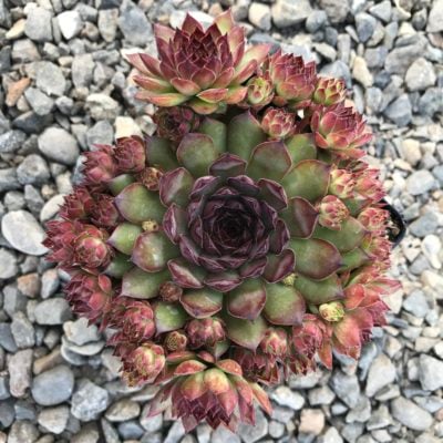 Sempervivum 'Bronco' - Hens & Chicks (3.5" Pot)