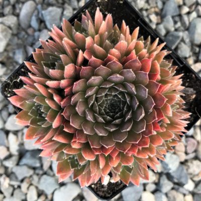 Sempervivum 'Bronze Pastel' - Hens & Chicks (3.5" Pot)