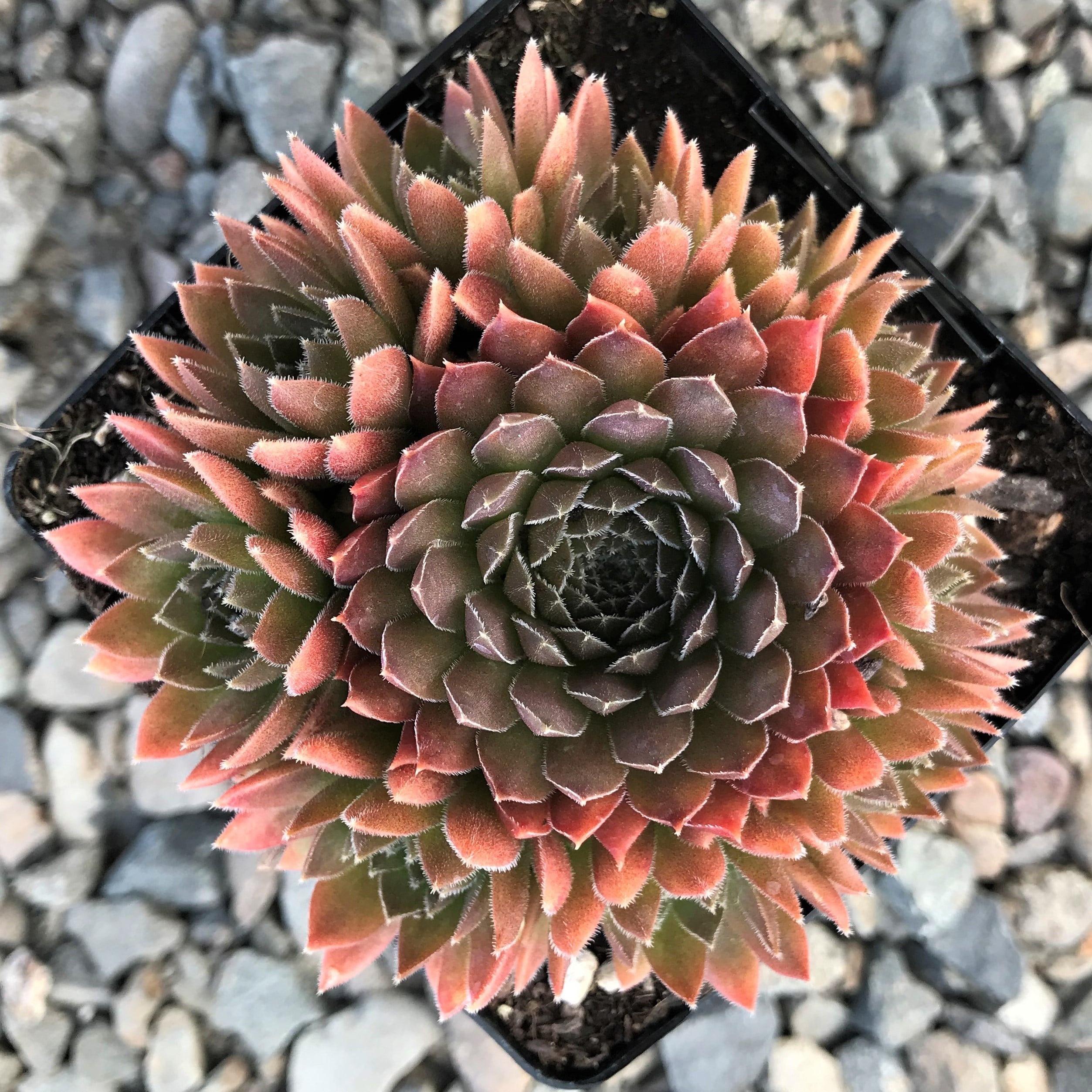 Sempervivum 'Bronze Pastel' - Hens & Chicks (3.5" Pot)