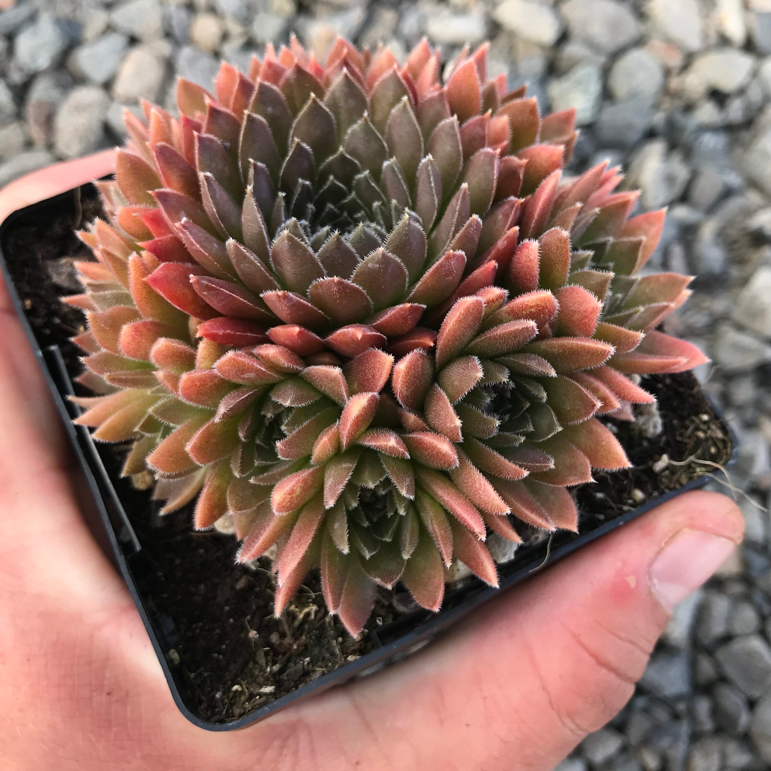 Sempervivum 'Bronze Pastel' - Hens & Chicks (3.5" Pot) - Image 2