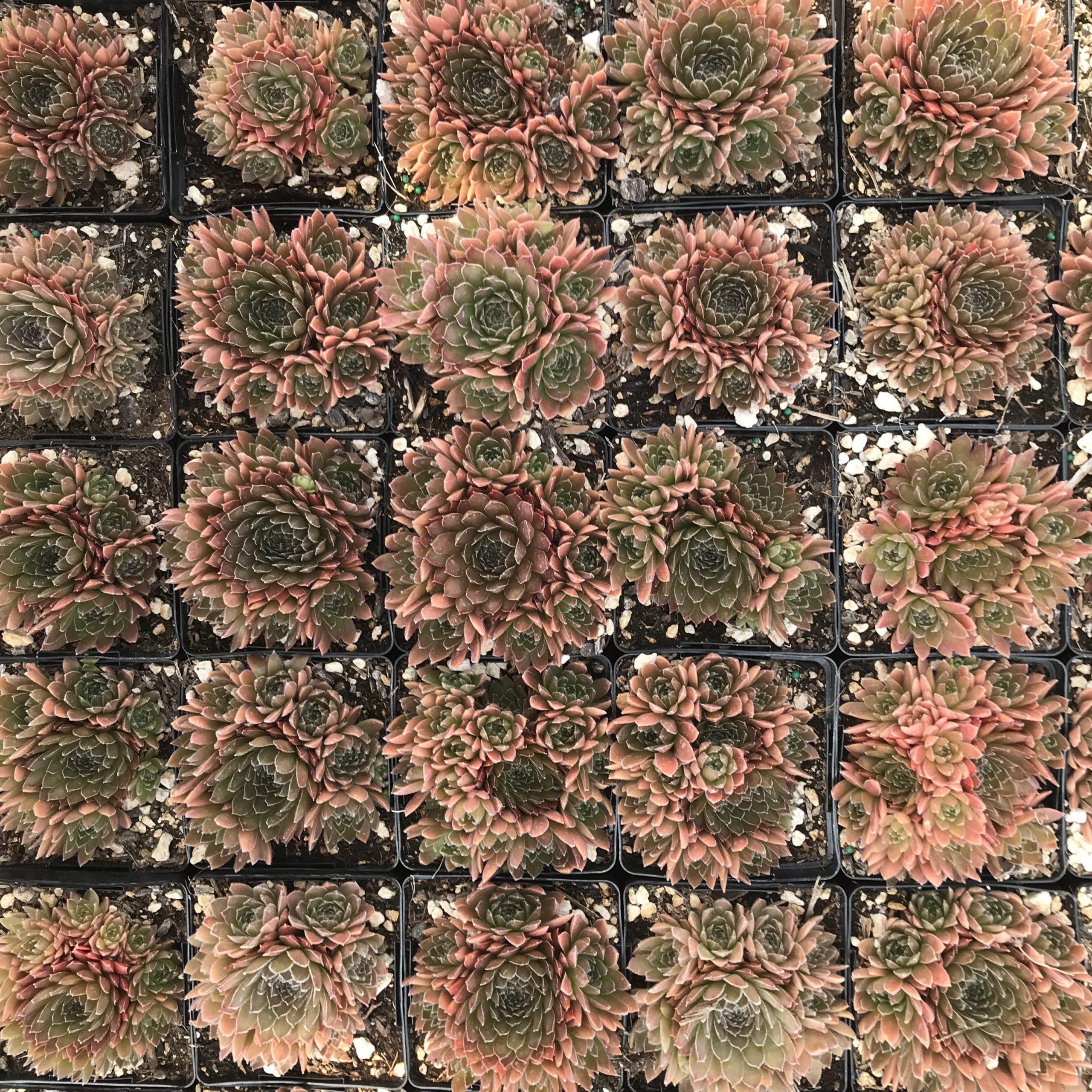 Sempervivum 'Bronze Pastel' - Hens & Chicks (3.5" Pot) - Image 6