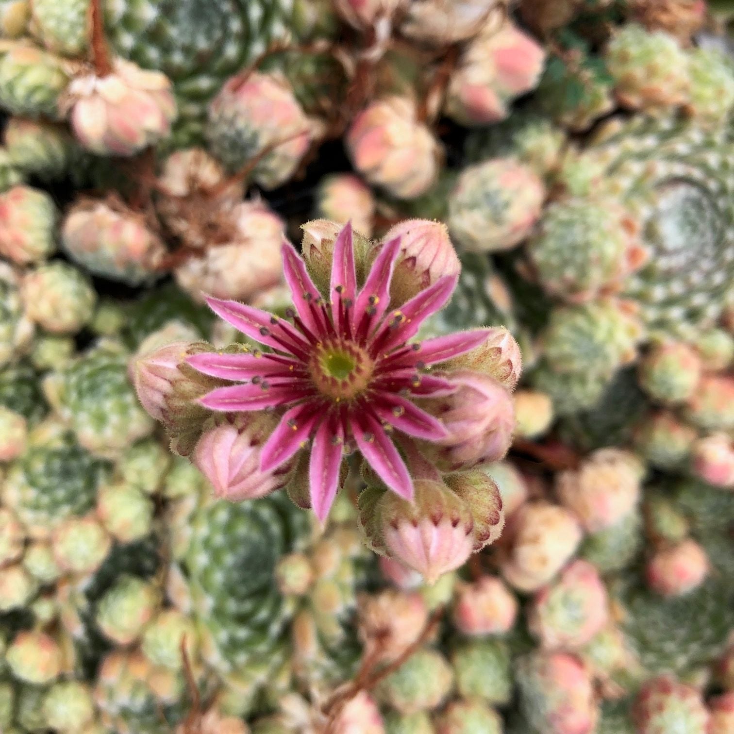 Sempervivum 'Bunny Girl' - Hens & Chicks (3.5" Pot) - Image 3