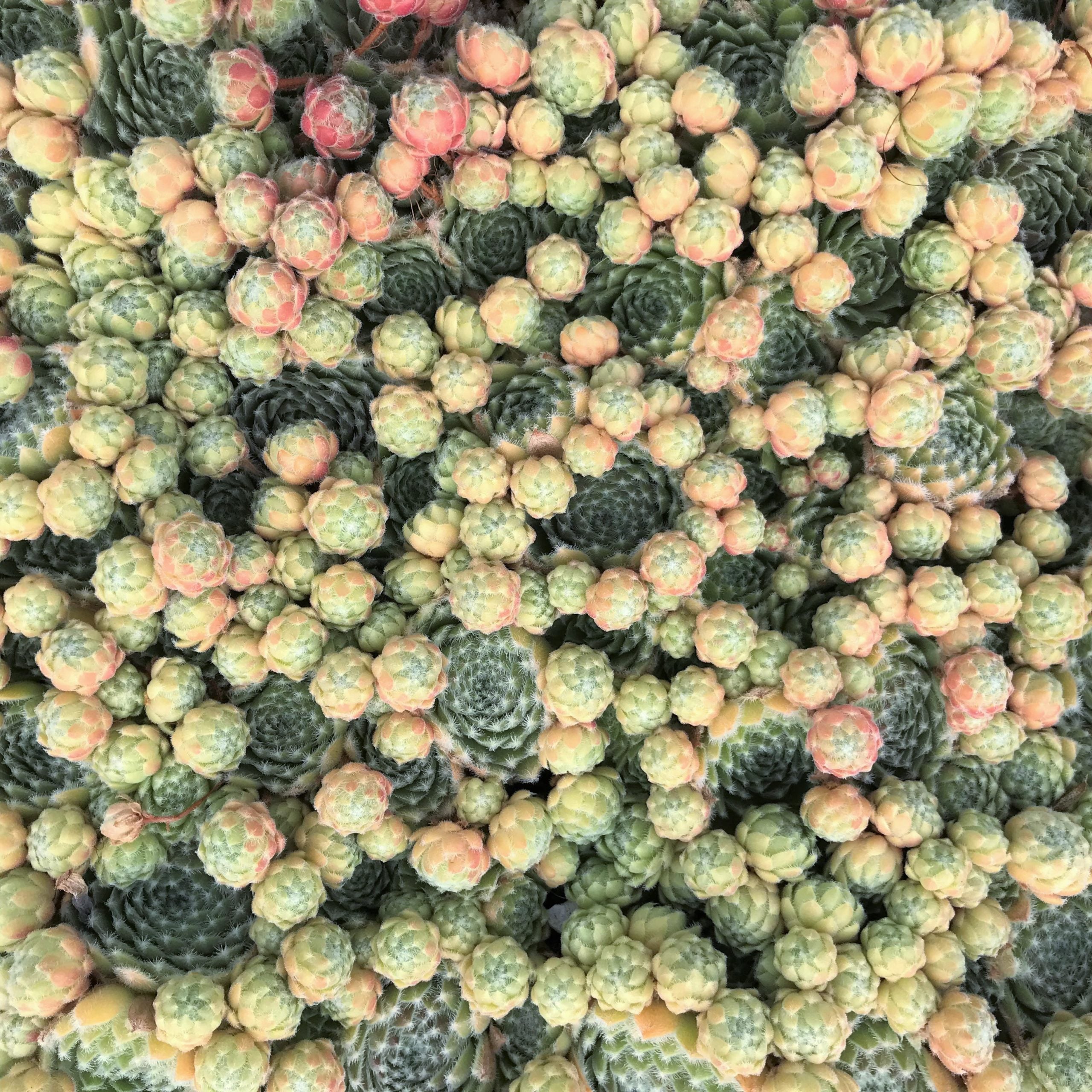 Sempervivum 'Bunny Girl' - Hens & Chicks (3.5" Pot) - Image 4
