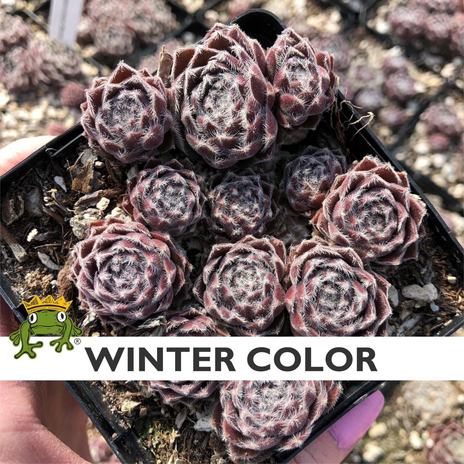 Sempervivum 'Bunny Girl' - Hens & Chicks (3.5" Pot) - Image 5