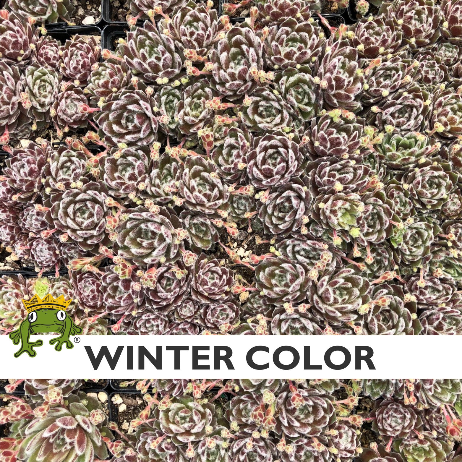 Sempervivum 'Bunny Girl' - Hens & Chicks (3.5" Pot) - Image 6
