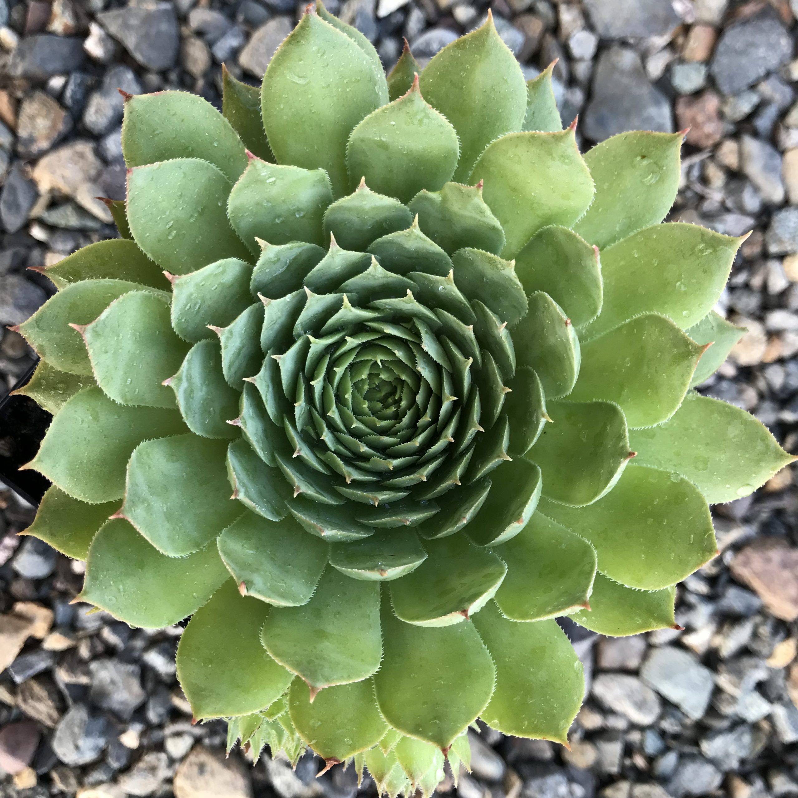 Sempervivum 'Carmen' - Hens & Chicks (3.5" Pot) - Image 4