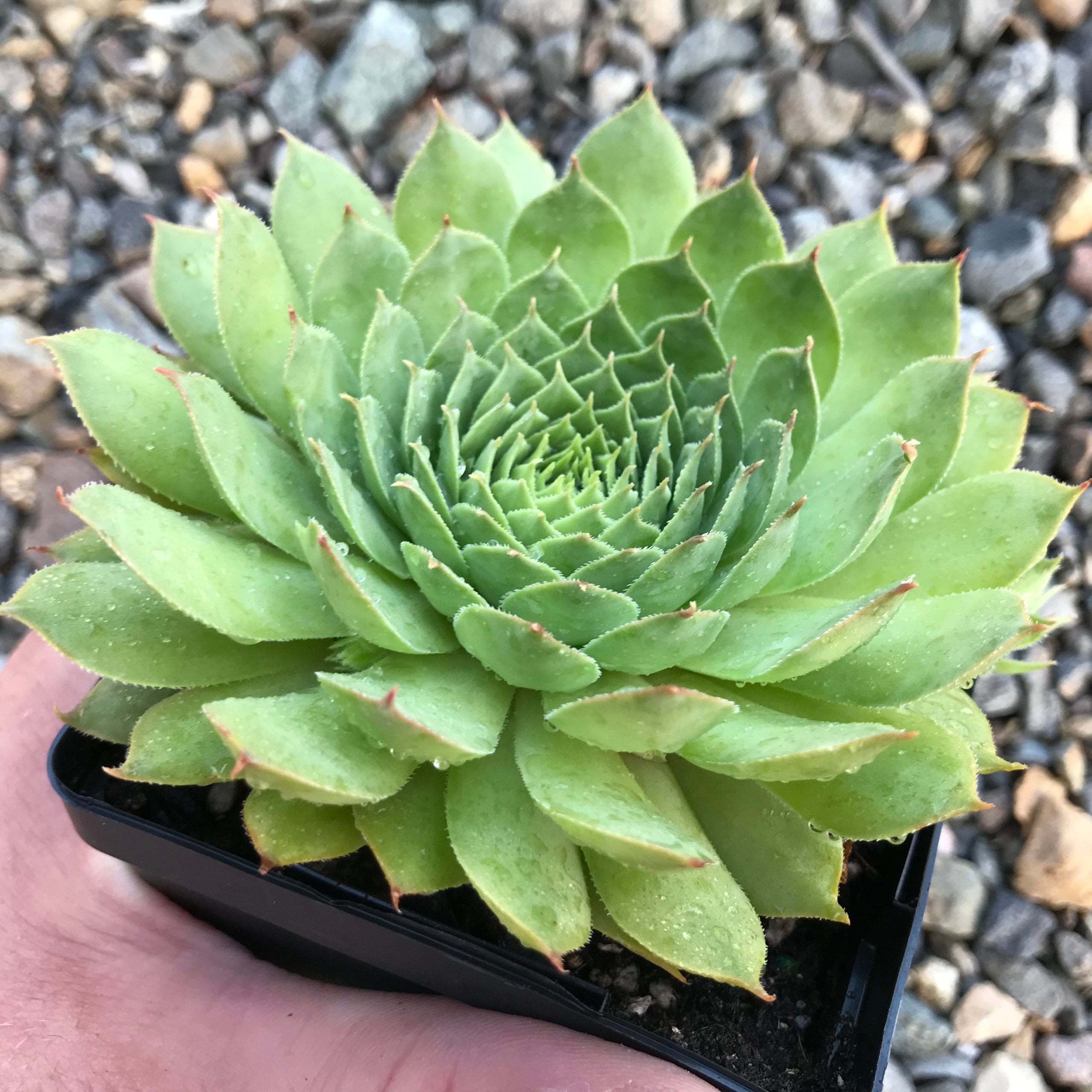 Sempervivum 'Carmen' - Hens & Chicks (3.5" Pot) - Image 5