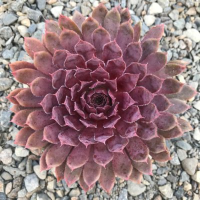 Sempervivum 'Centennial' - Hens & Chicks (3.5" Pot)