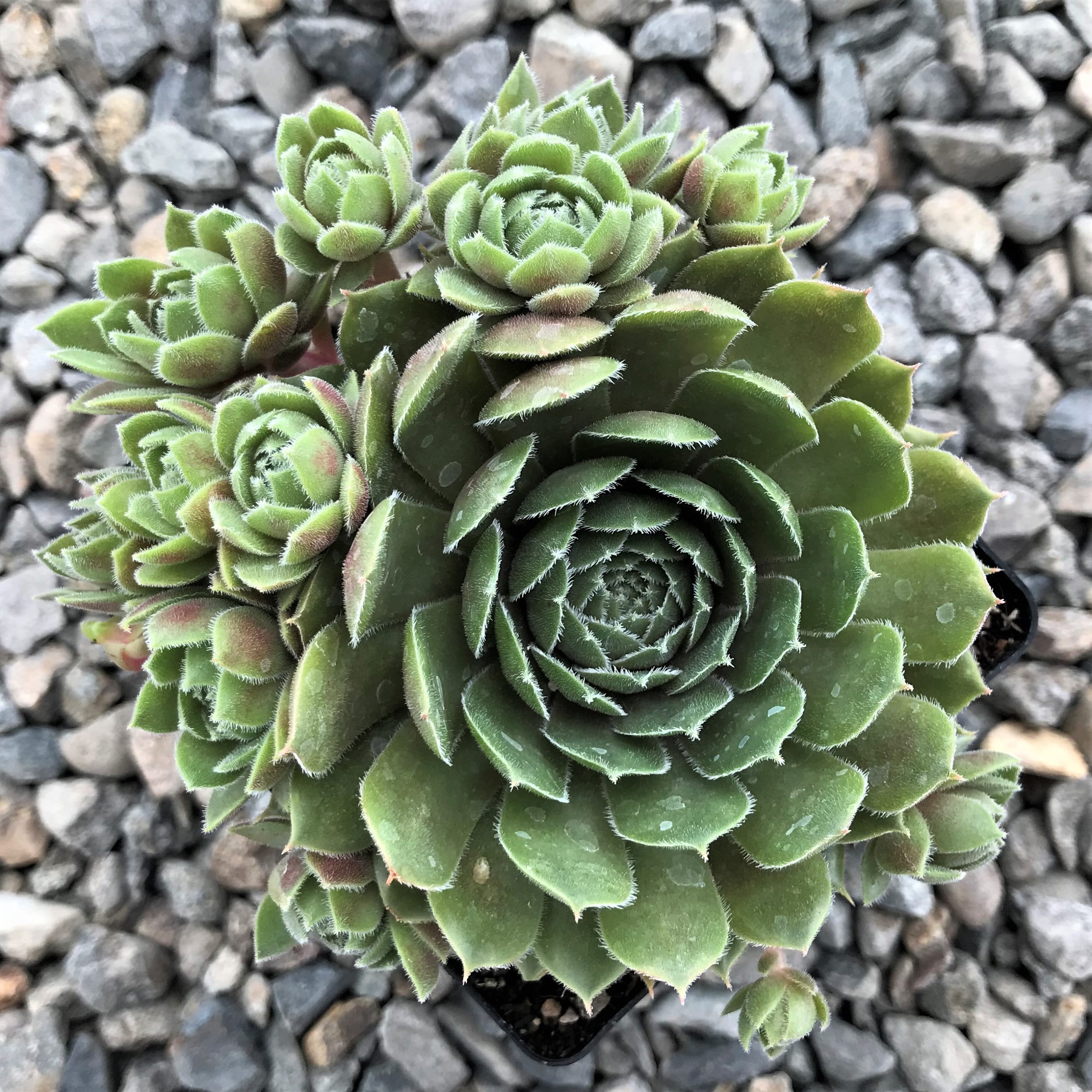 Sempervivum 'Commander Hay' - Hens & Chicks (3.5" Pot) - Image 2