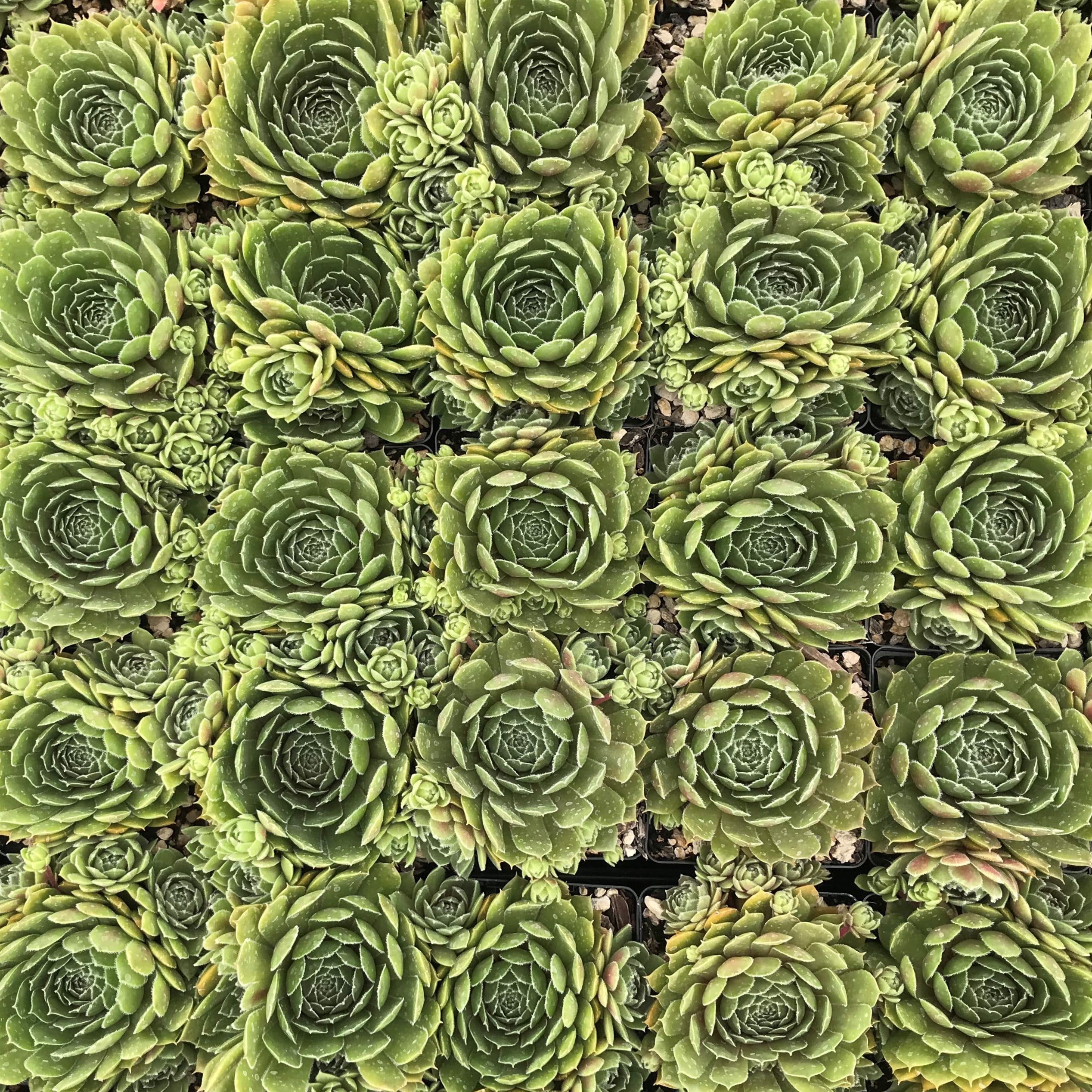 Sempervivum 'Commander Hay' - Hens & Chicks (3.5" Pot) - Image 4