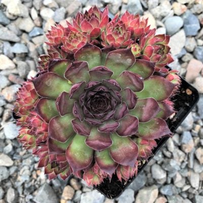Sempervivum 'Dynamo' - Hens & Chicks (3.5" Pot)