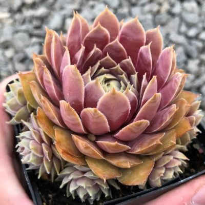 Sempervivum 'El Toro' - Hens & Chicks (3.5" Pot)