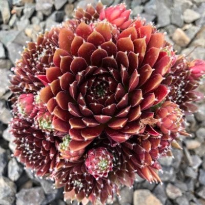 Sempervivum 'Jeanne d' Arc' - Hens & Chicks (3.5" Pot)