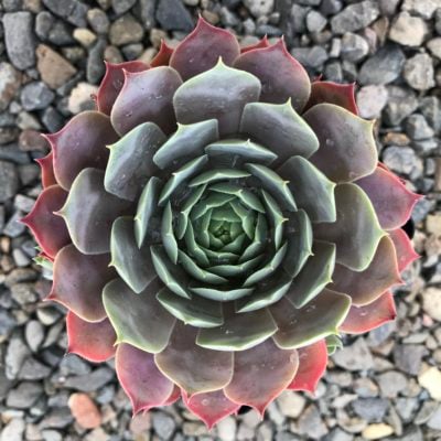 Sempervivum 'Lilac Time' - Hens & Chicks (3.5" Pot)