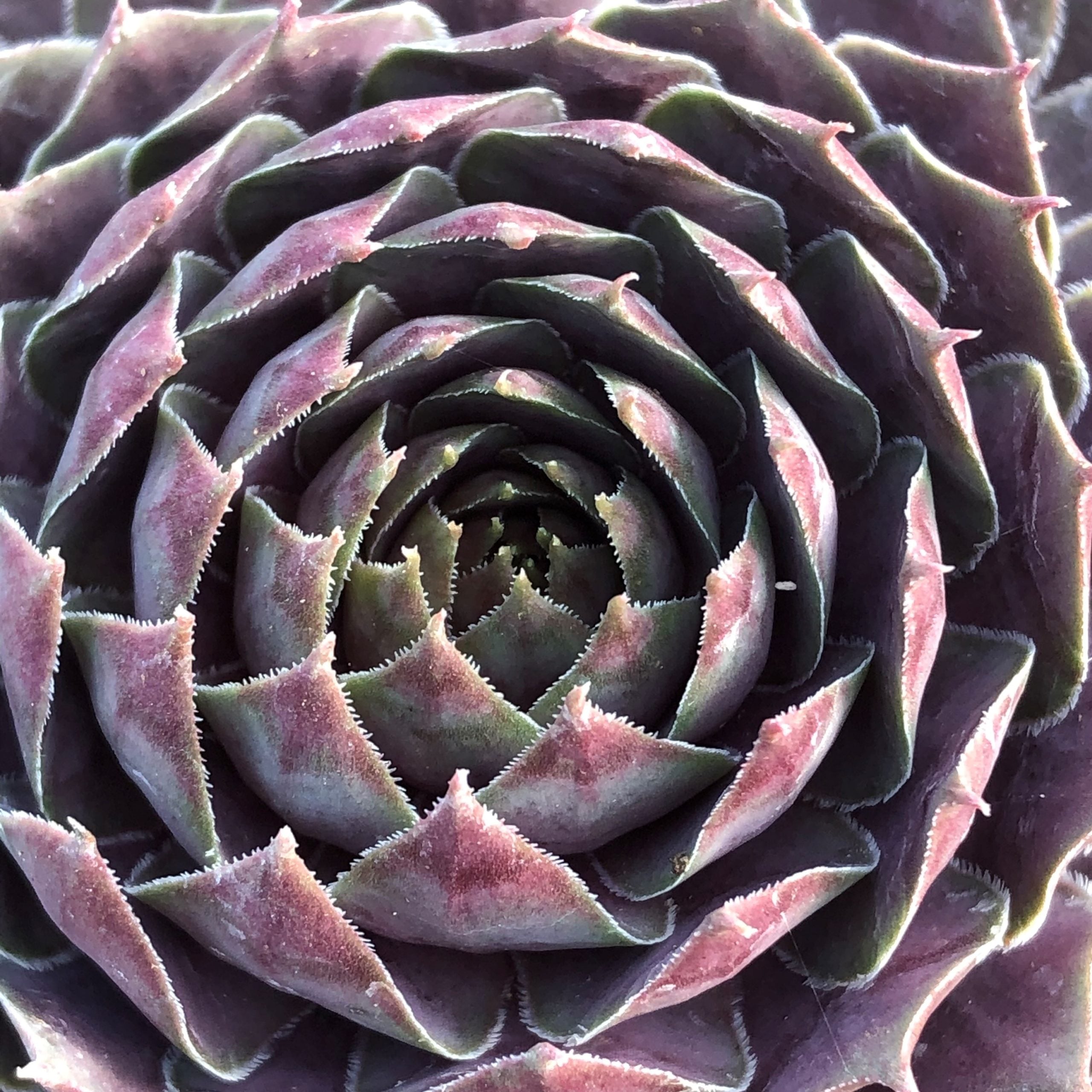 Sempervivum 'Magnificum' - Hens & Chicks (3.5" Pot) - Image 4