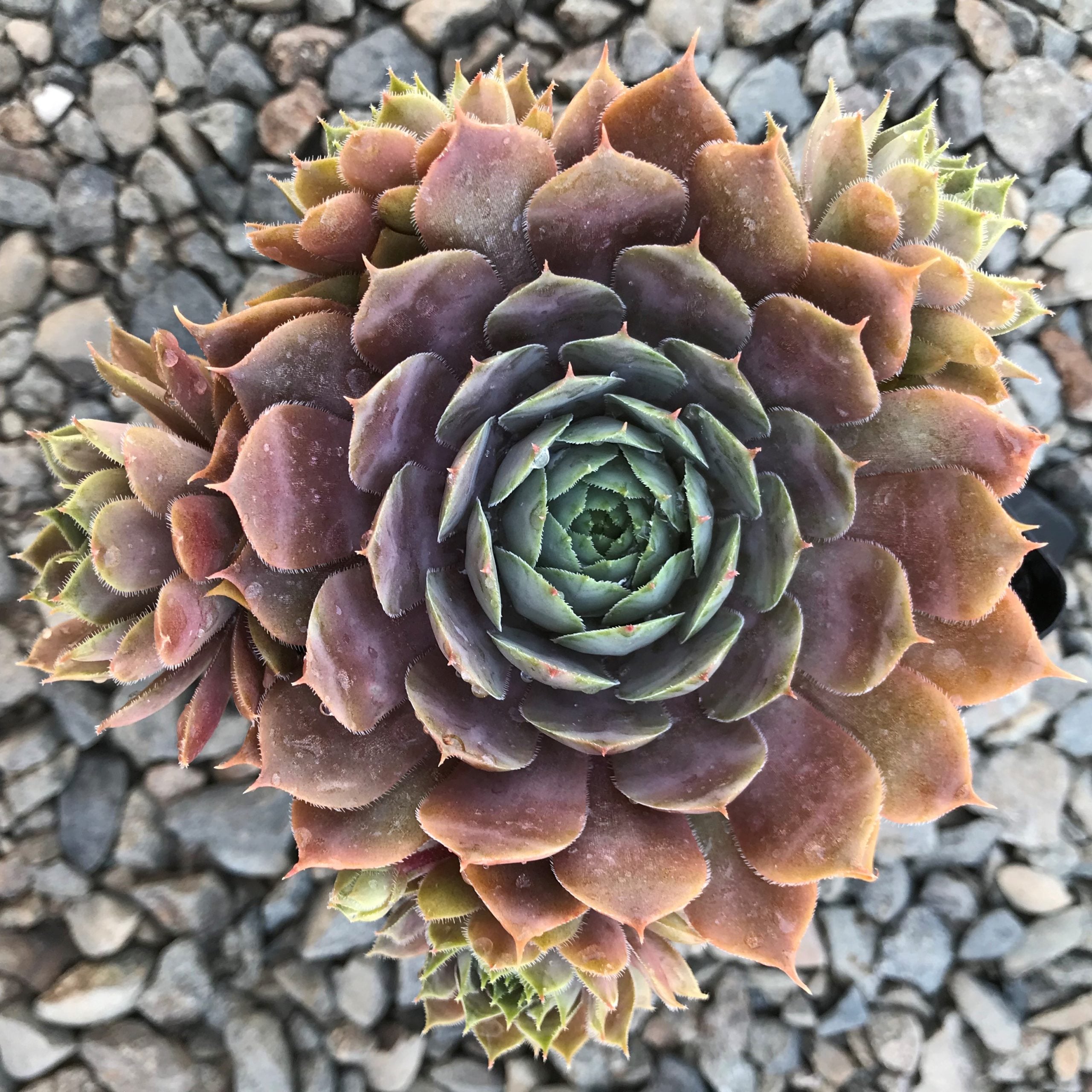 Sempervivum 'Magnificum' - Hens & Chicks (3.5" Pot) - Image 3