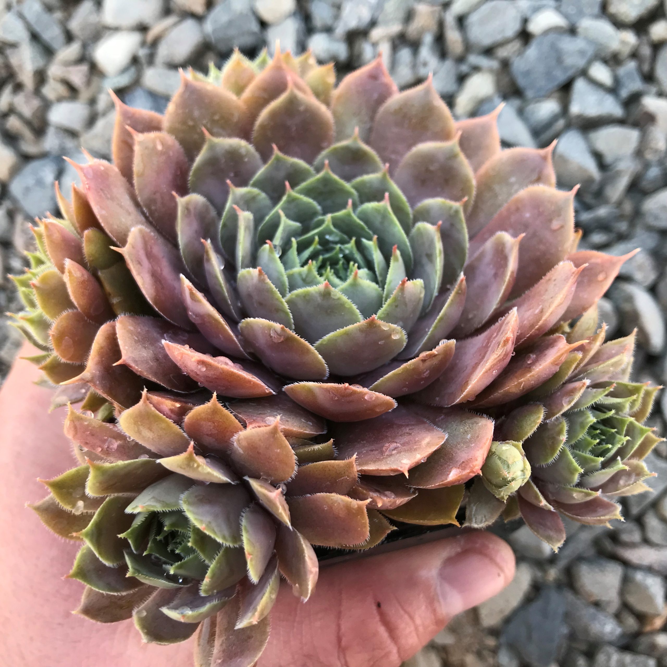 Sempervivum 'Magnificum' - Hens & Chicks (3.5" Pot)