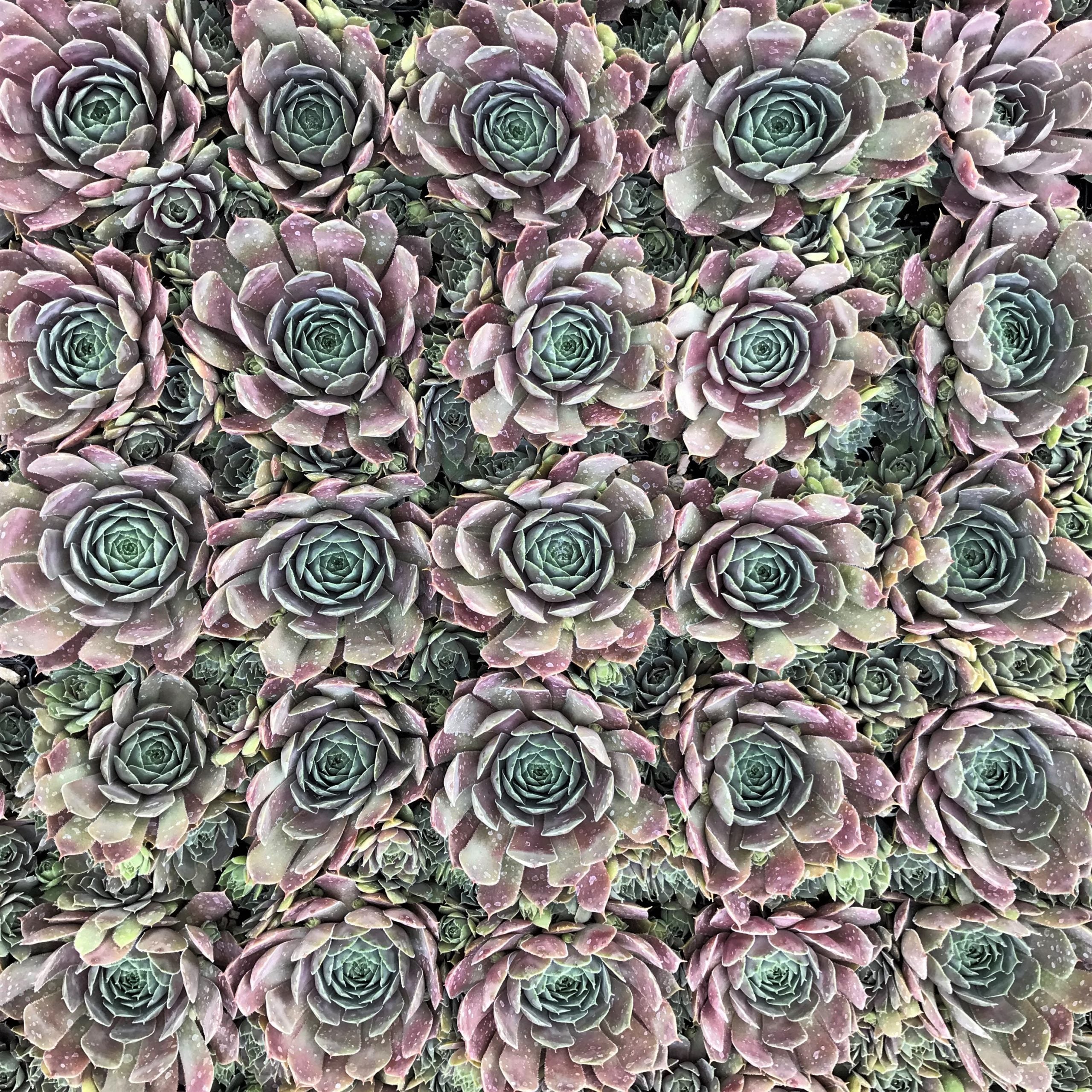 Sempervivum 'Magnificum' - Hens & Chicks (3.5" Pot) - Image 5