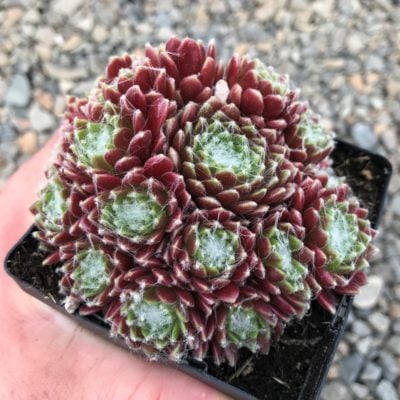 Sempervivum 'Mona Lisa' - Hens & Chicks (3.5" Pot)