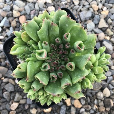 Sempervivum 'Oddity' - Hens & Chicks (4.5" Pot)